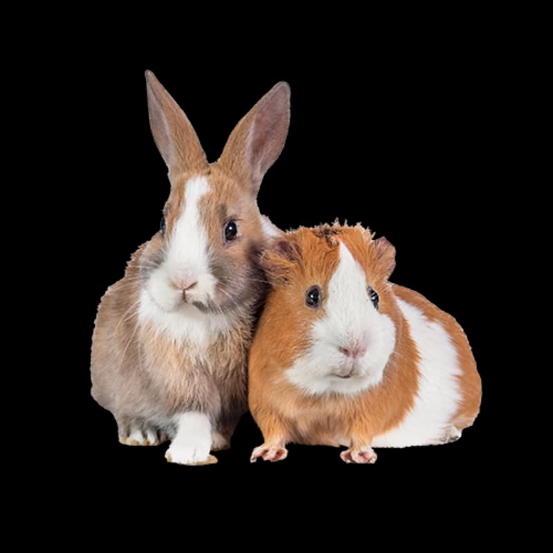 Kleintiere in den Märkten