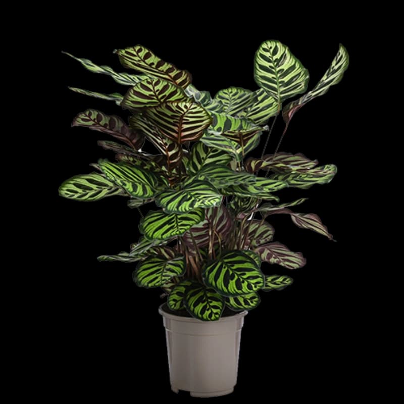 Calathea