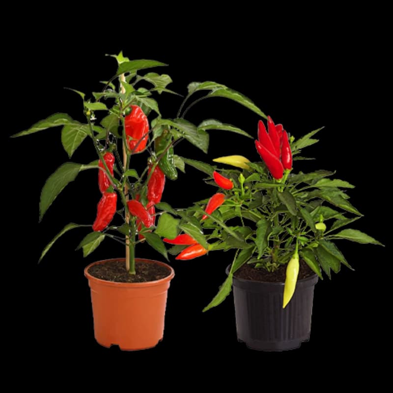 Peperoni- & Paprikapflanzen