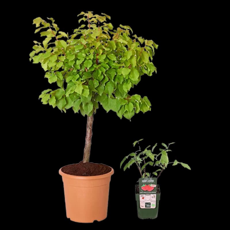 Beerenobst & Obstbäume