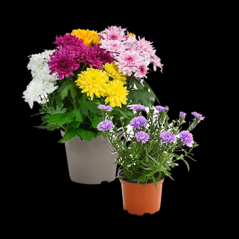 Chrysanthemen & Astern