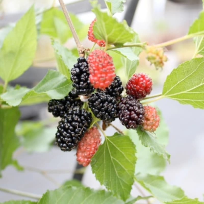 Maulbeeren