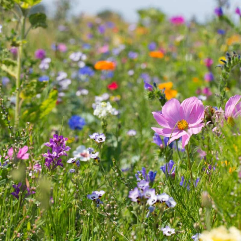Insektenfreund­liches Saatgut