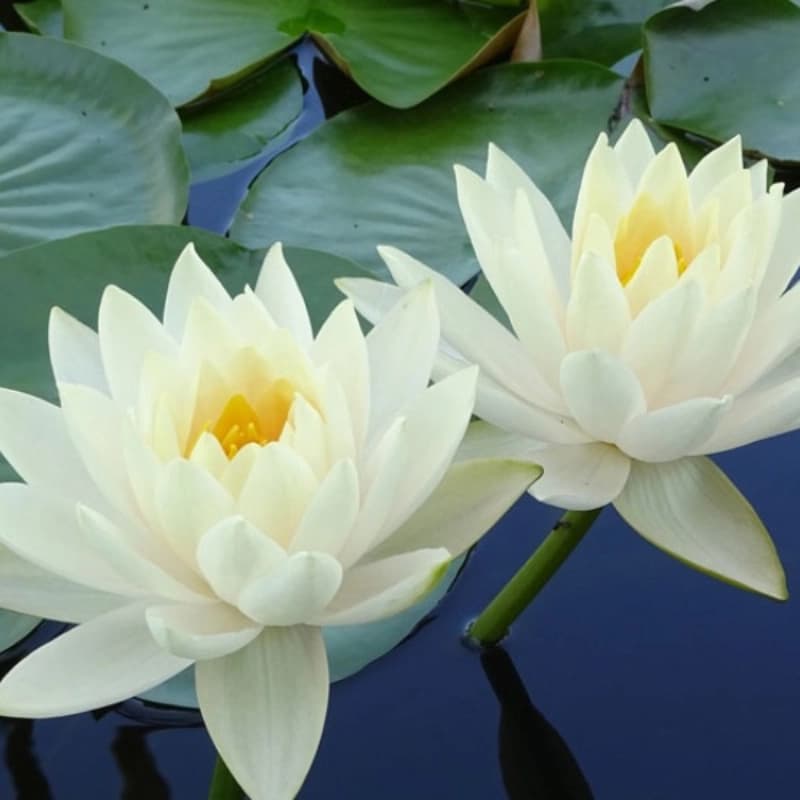 Schwimm­pflanzenzone