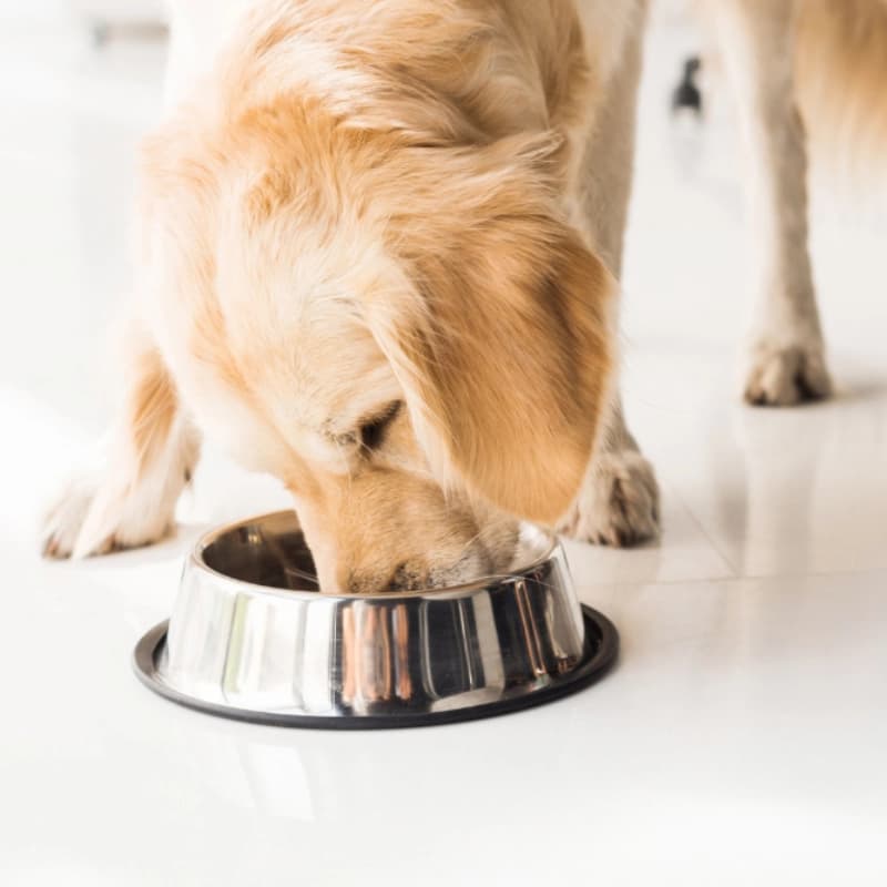 Hundefutter