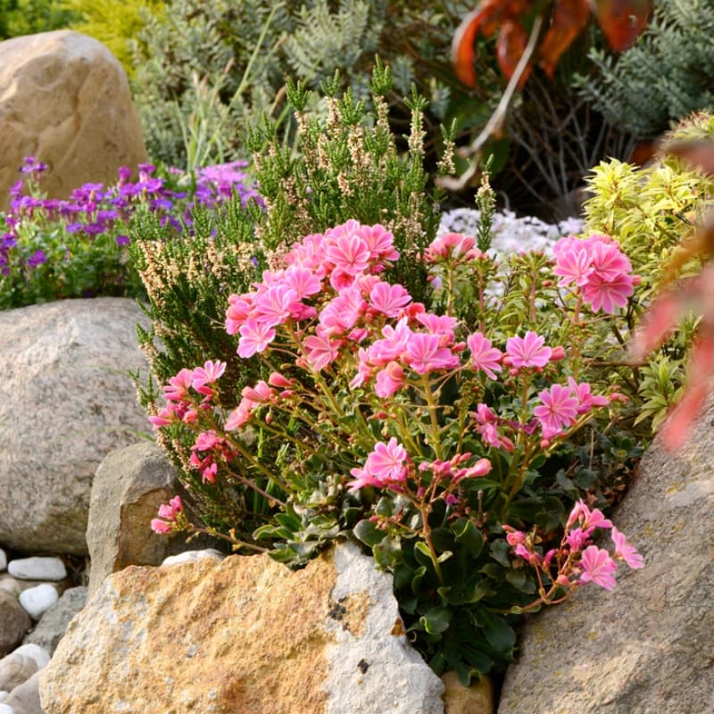 Steingarten­stauden