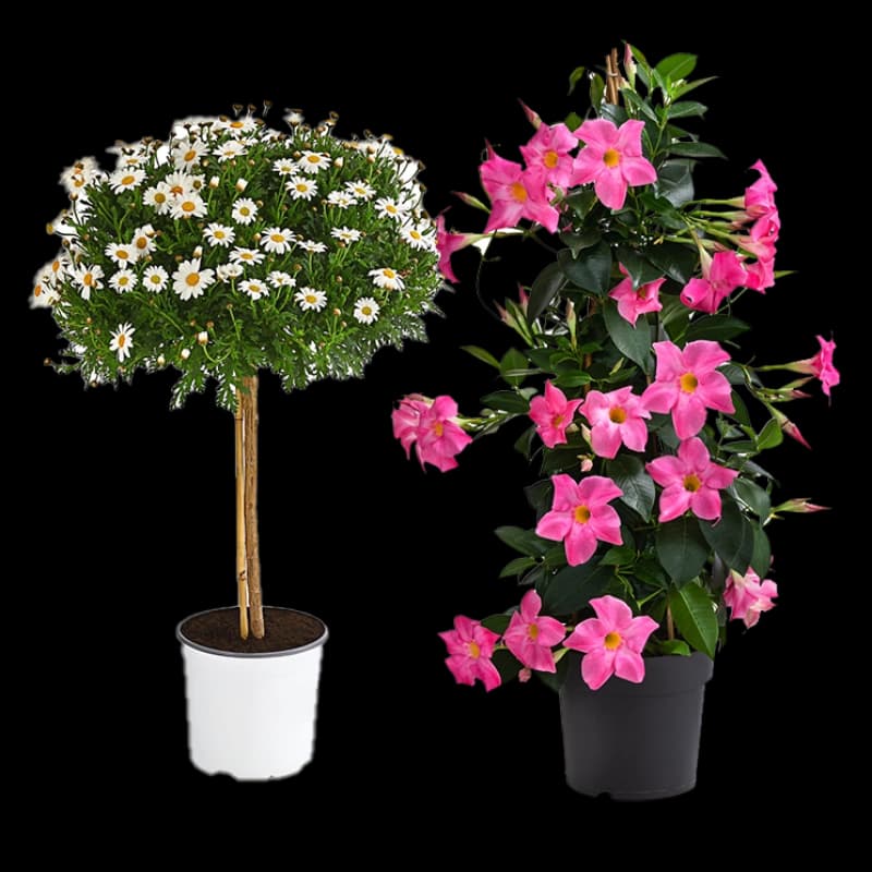 Dipladenien & Margeriten