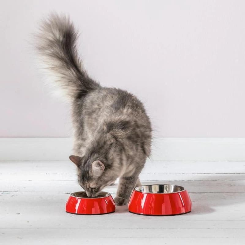 Trockenfutter Katze
