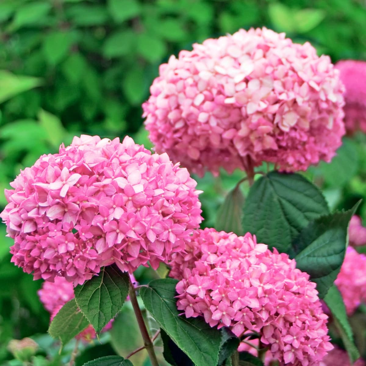 Schneeball­hortensie