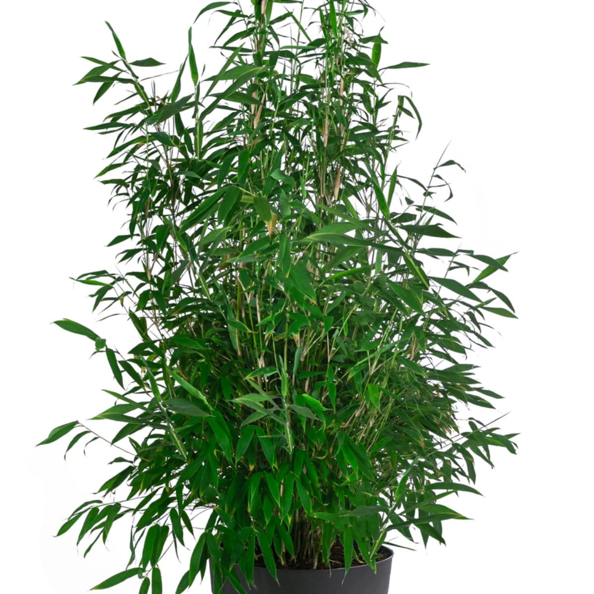 Fargesia-Bambus