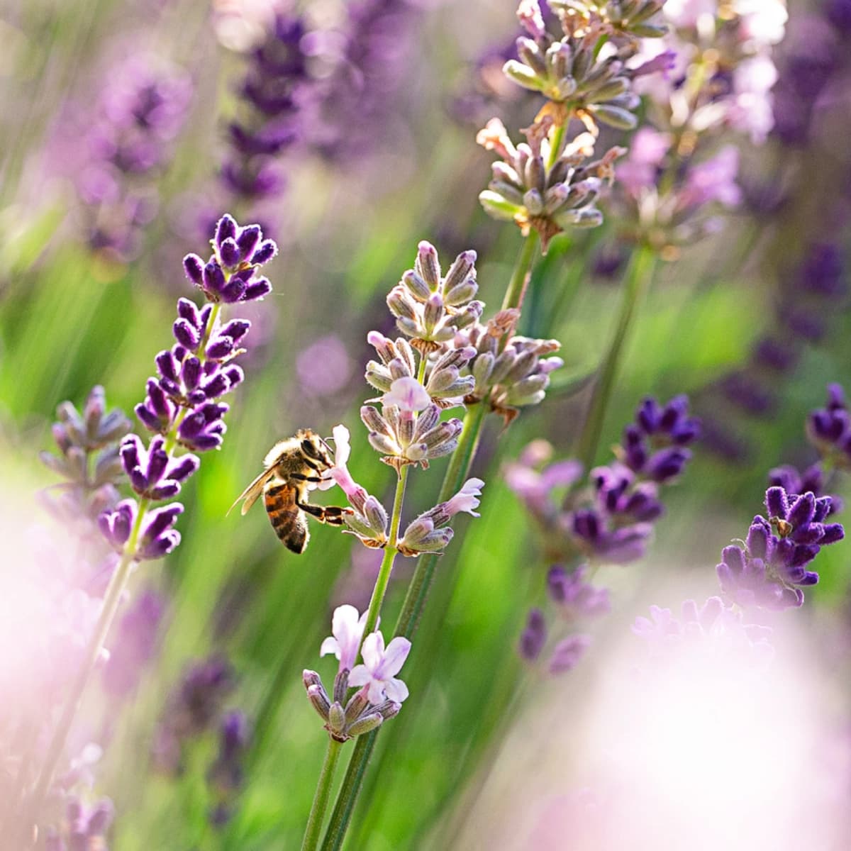 Insektenfreundliche Pflanzen