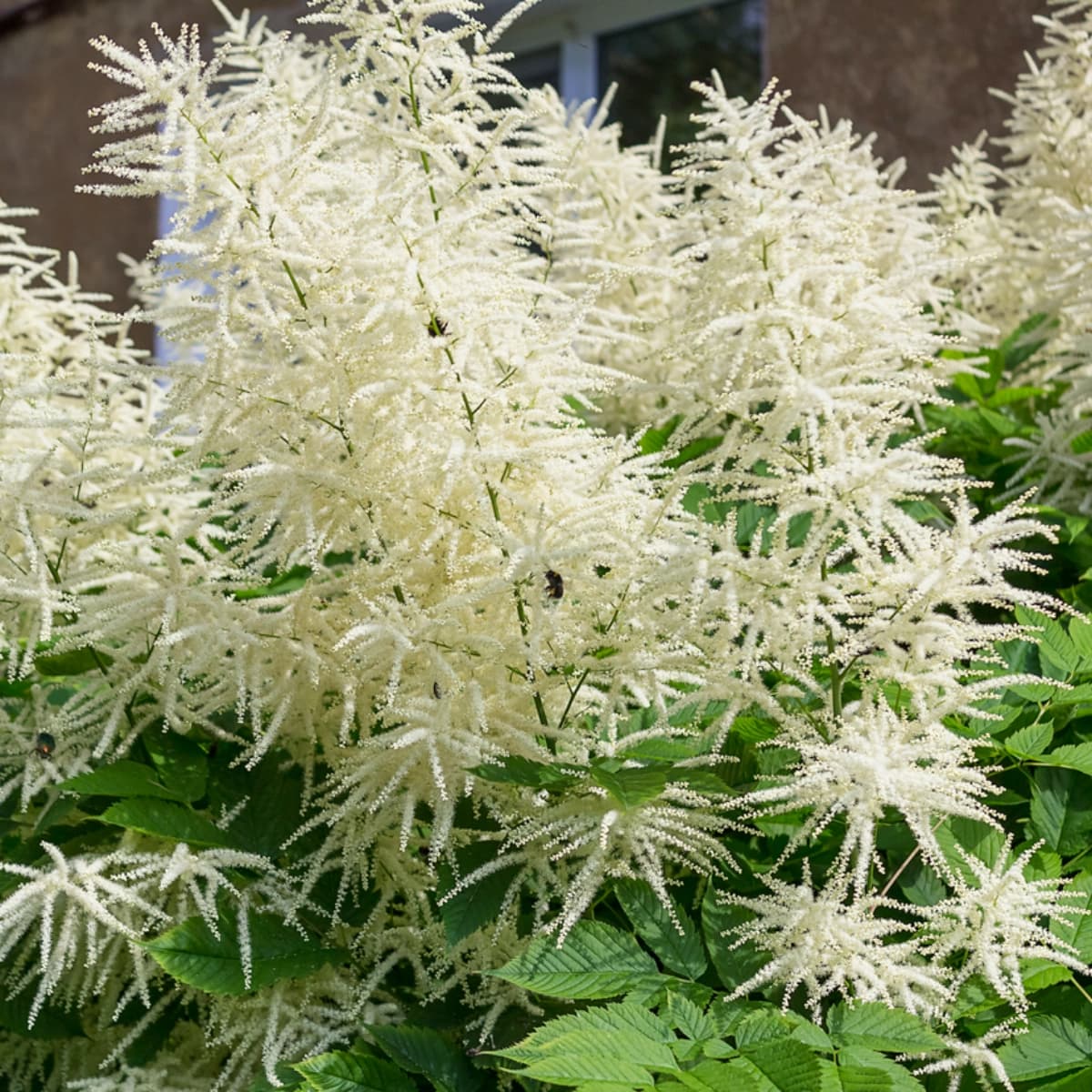 Blatt- & Schattenstauden