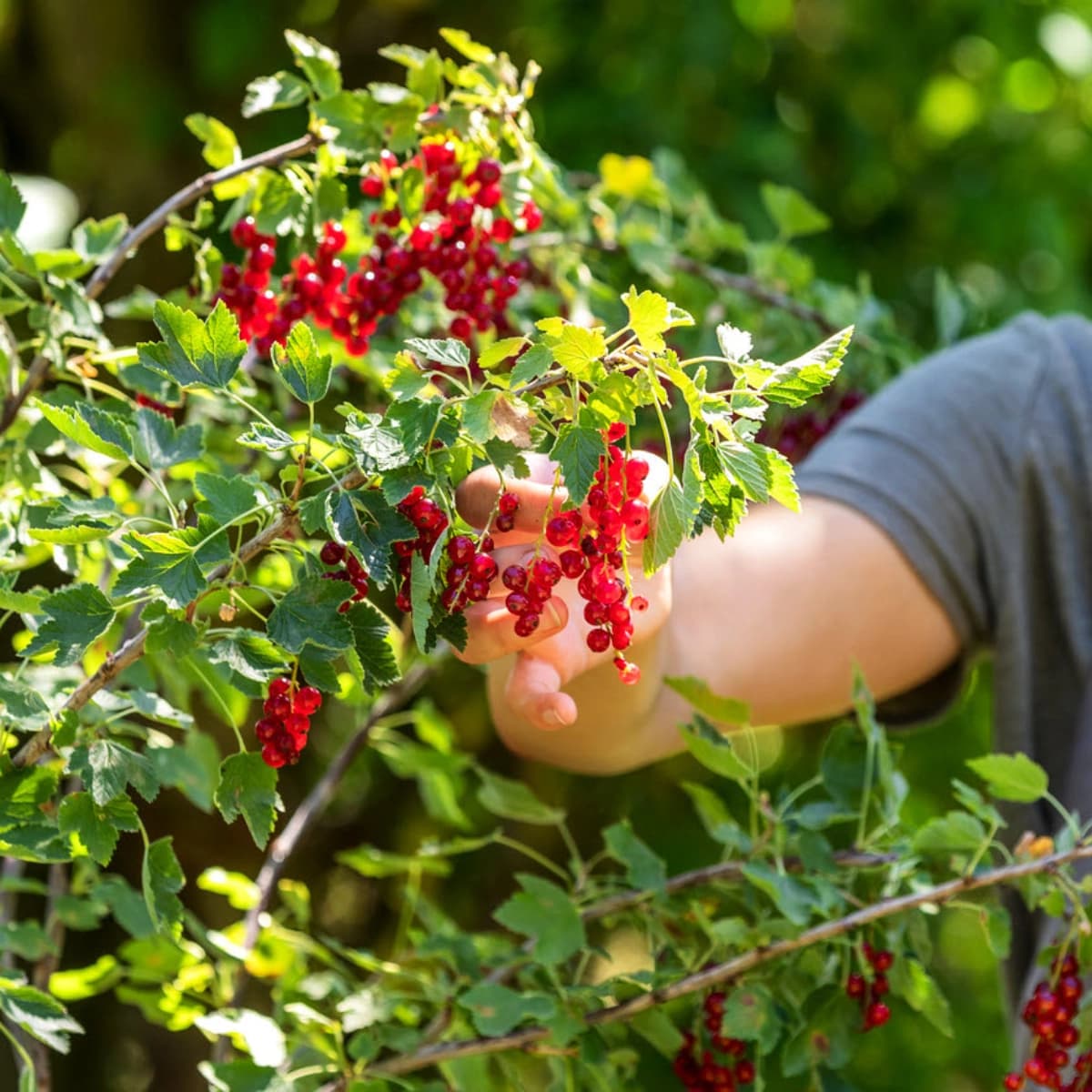 Stachel- & Johannisbeeren