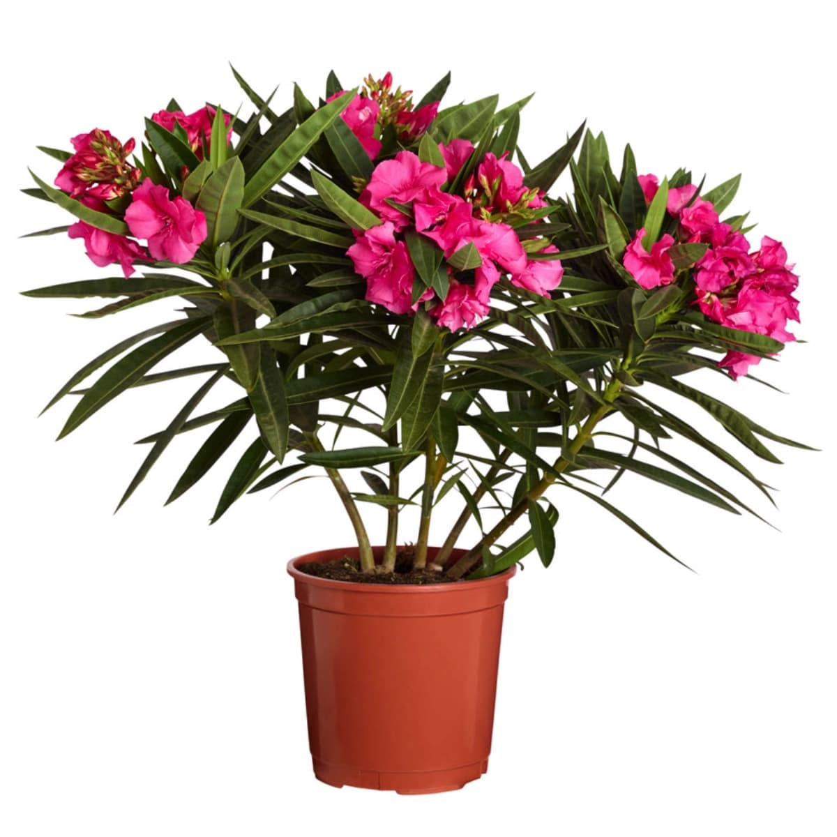 1. Oleander