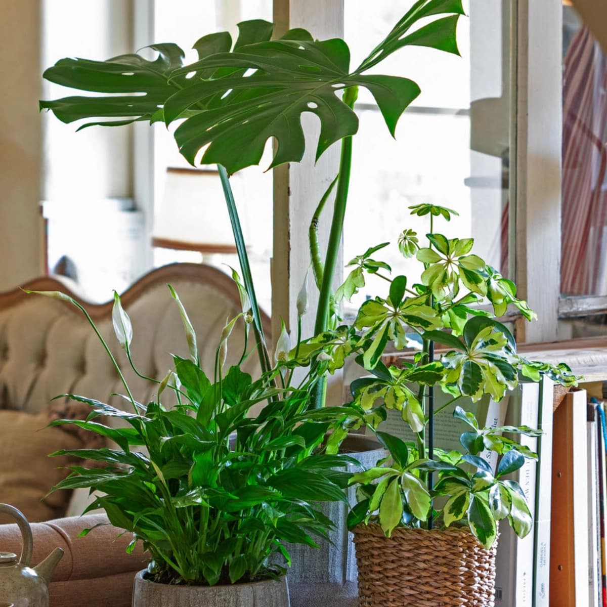 Top-Zimmerpflanzen