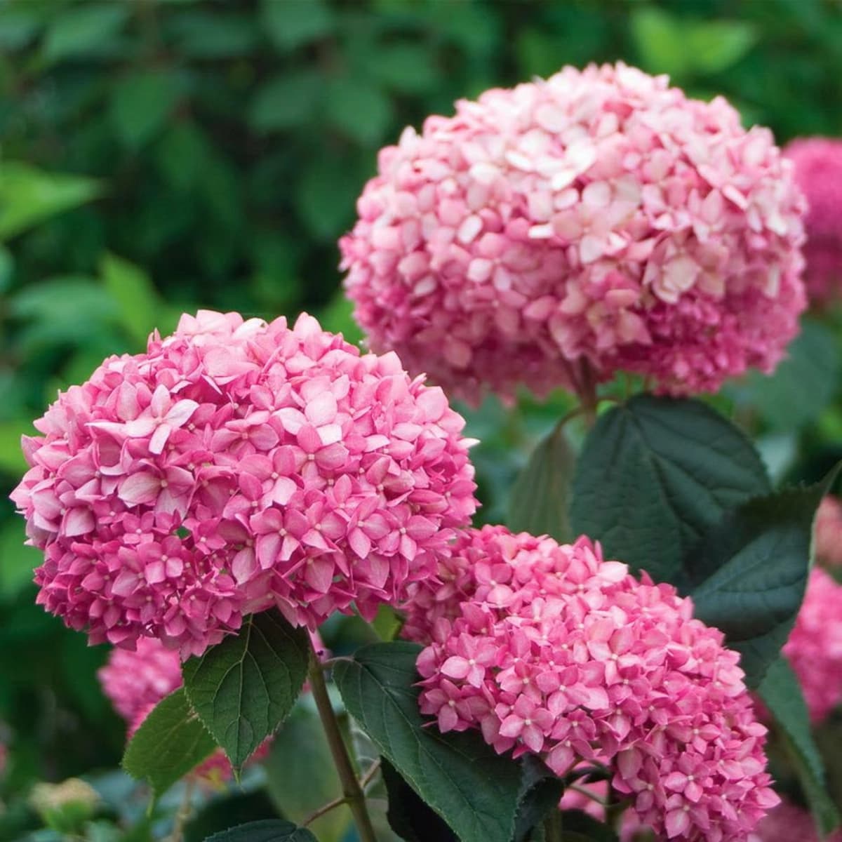 Hortensie