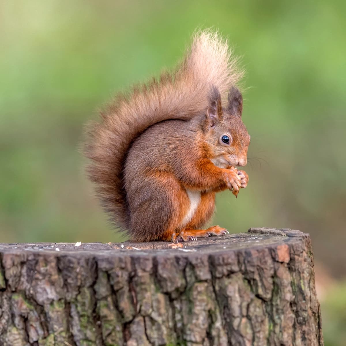 Ratgeber Eichhörnchen