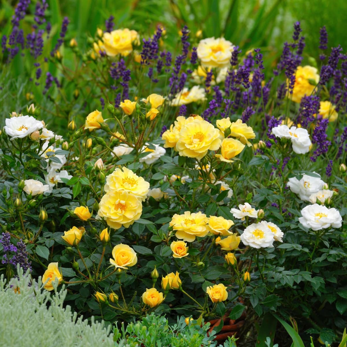 Insektenfreund­liche Pflanzen