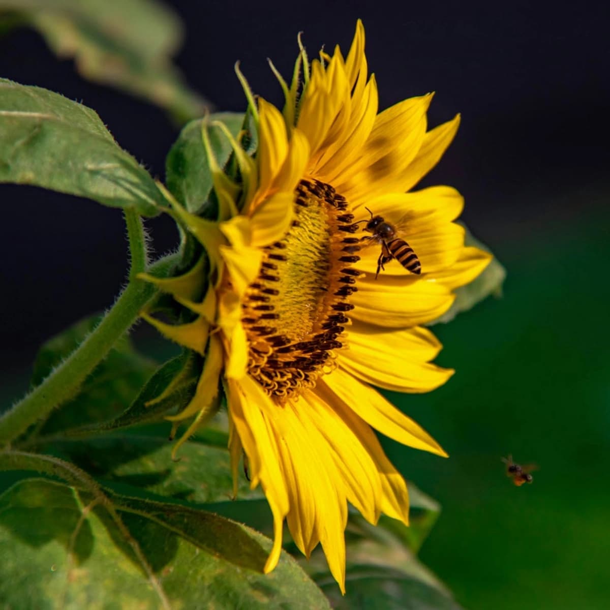 Ratgeber Bienengarten