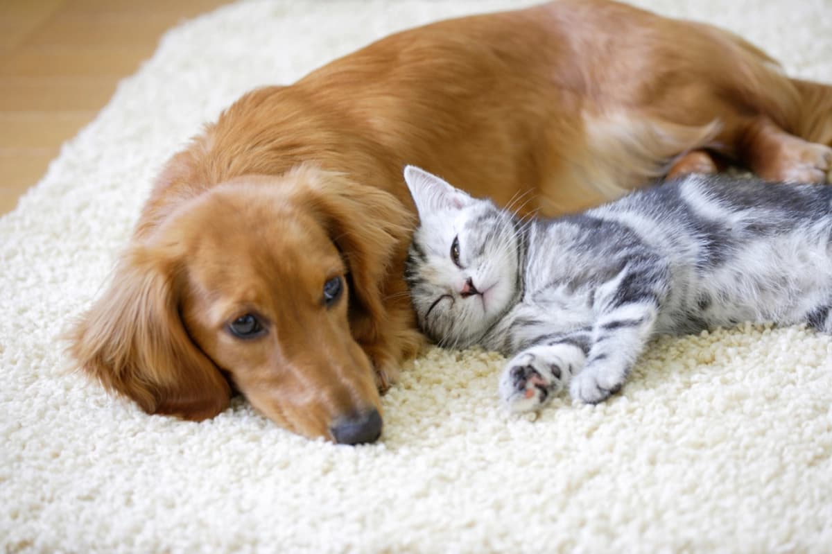 Kuschelplätze für Hunde & Katzen