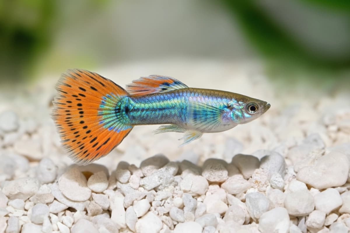 Pflanzen & Fische