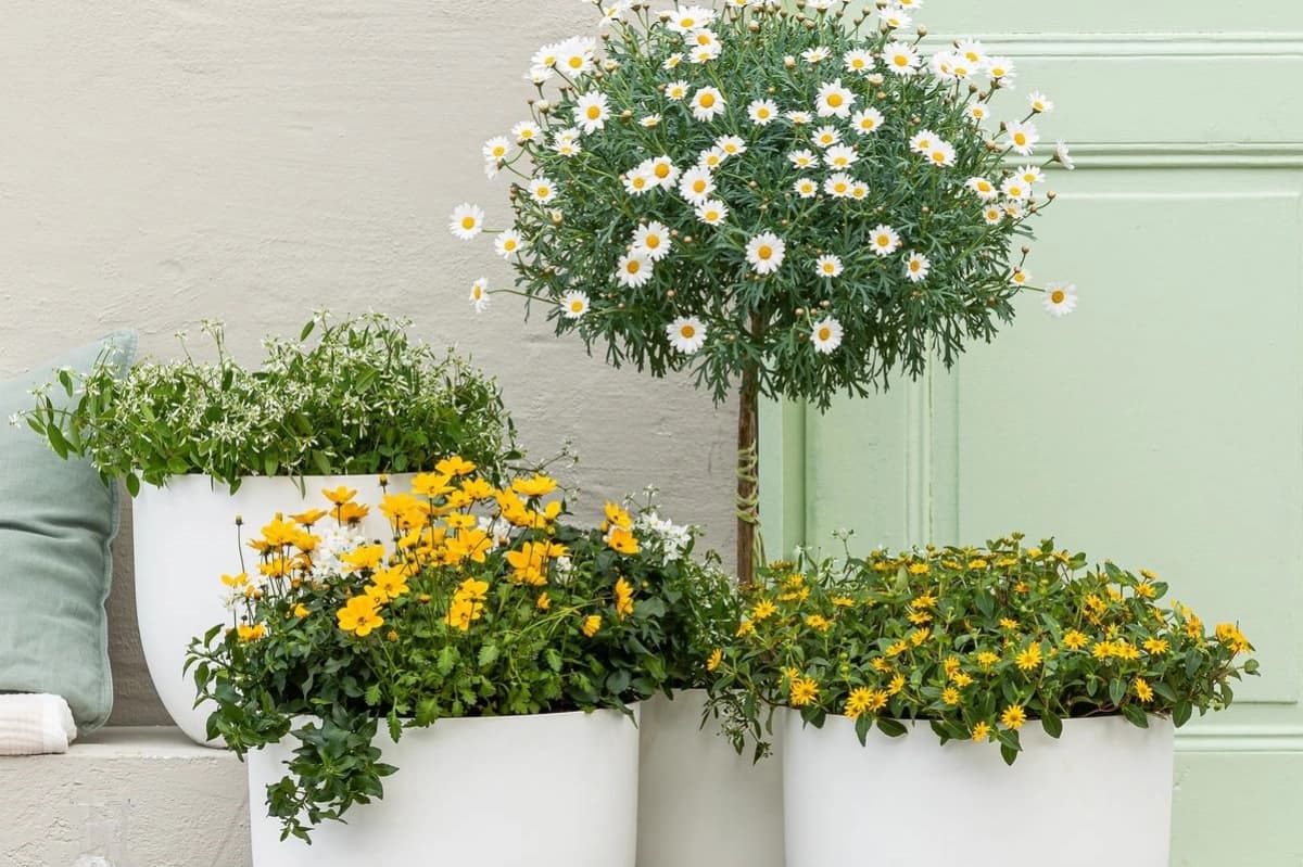 Pflanzgefäße & Übertöpfe