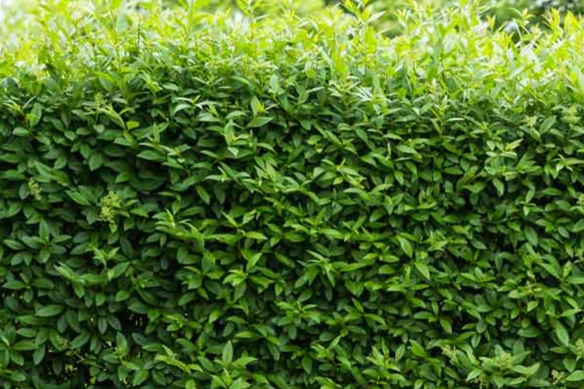 Wintergrüner Linguster