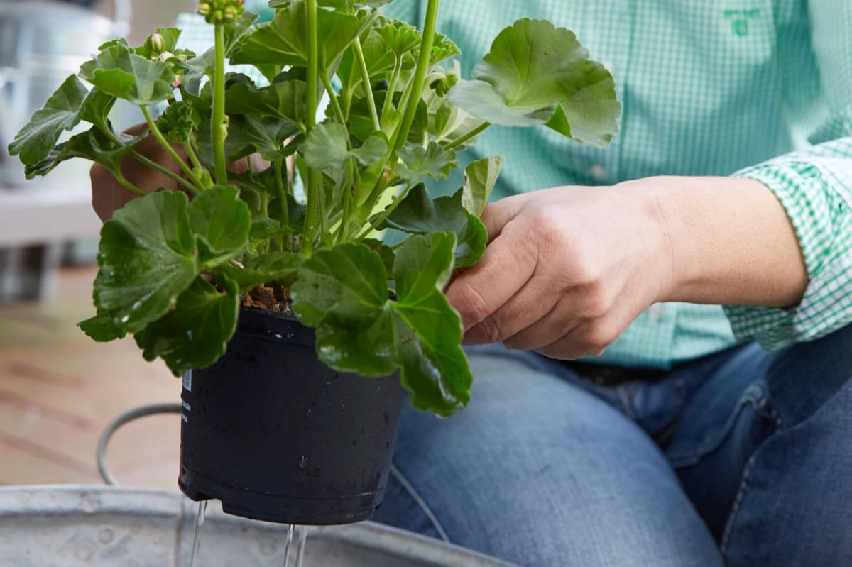 2. Pflanzen in Wasser tauchen