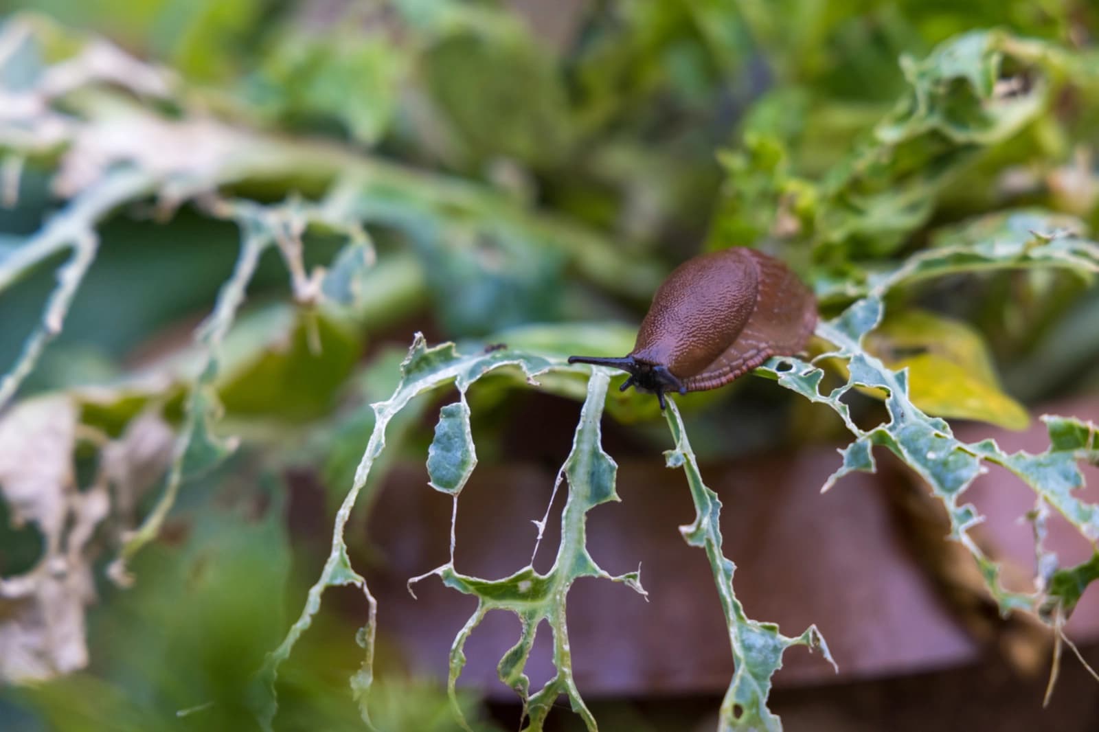 Schneckenbekämpfung