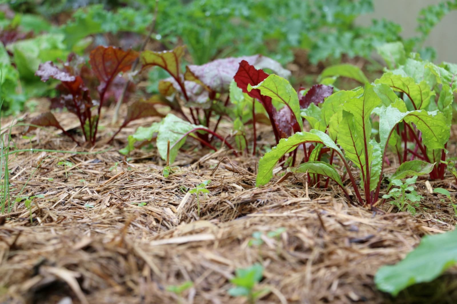 Beete mulchen
