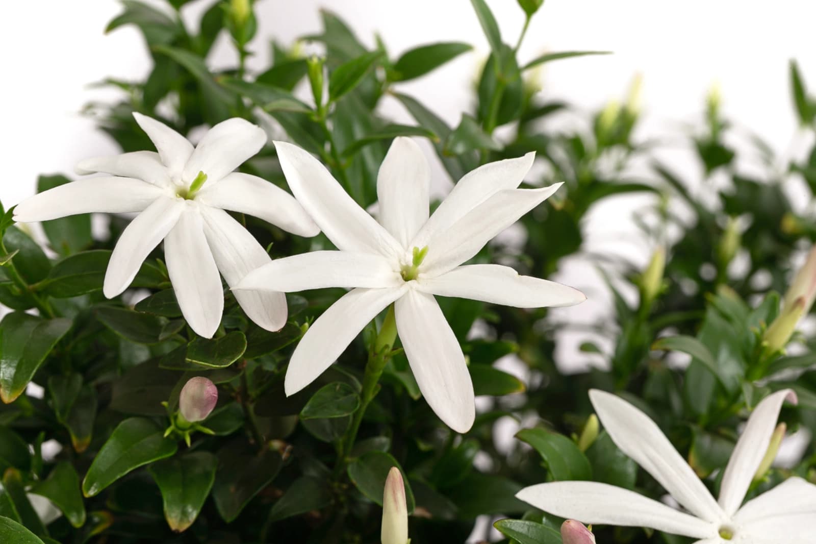 Afrikanischer Jasmin (Jasminum multipartitum)