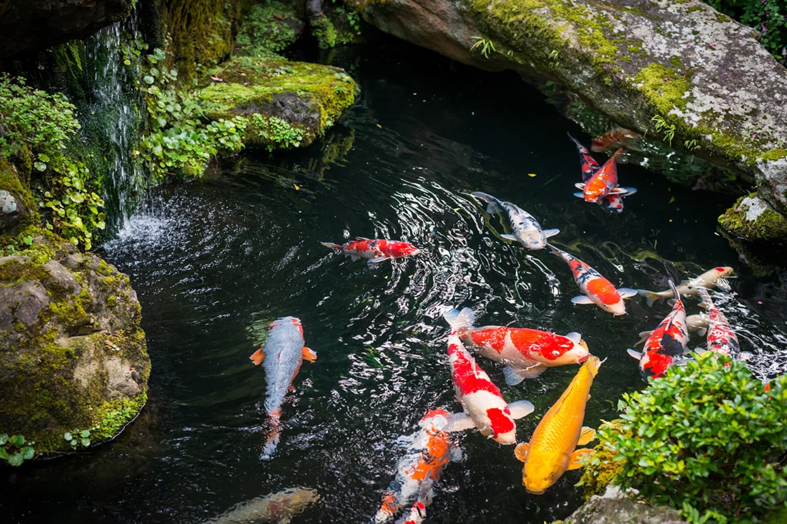 Koi
