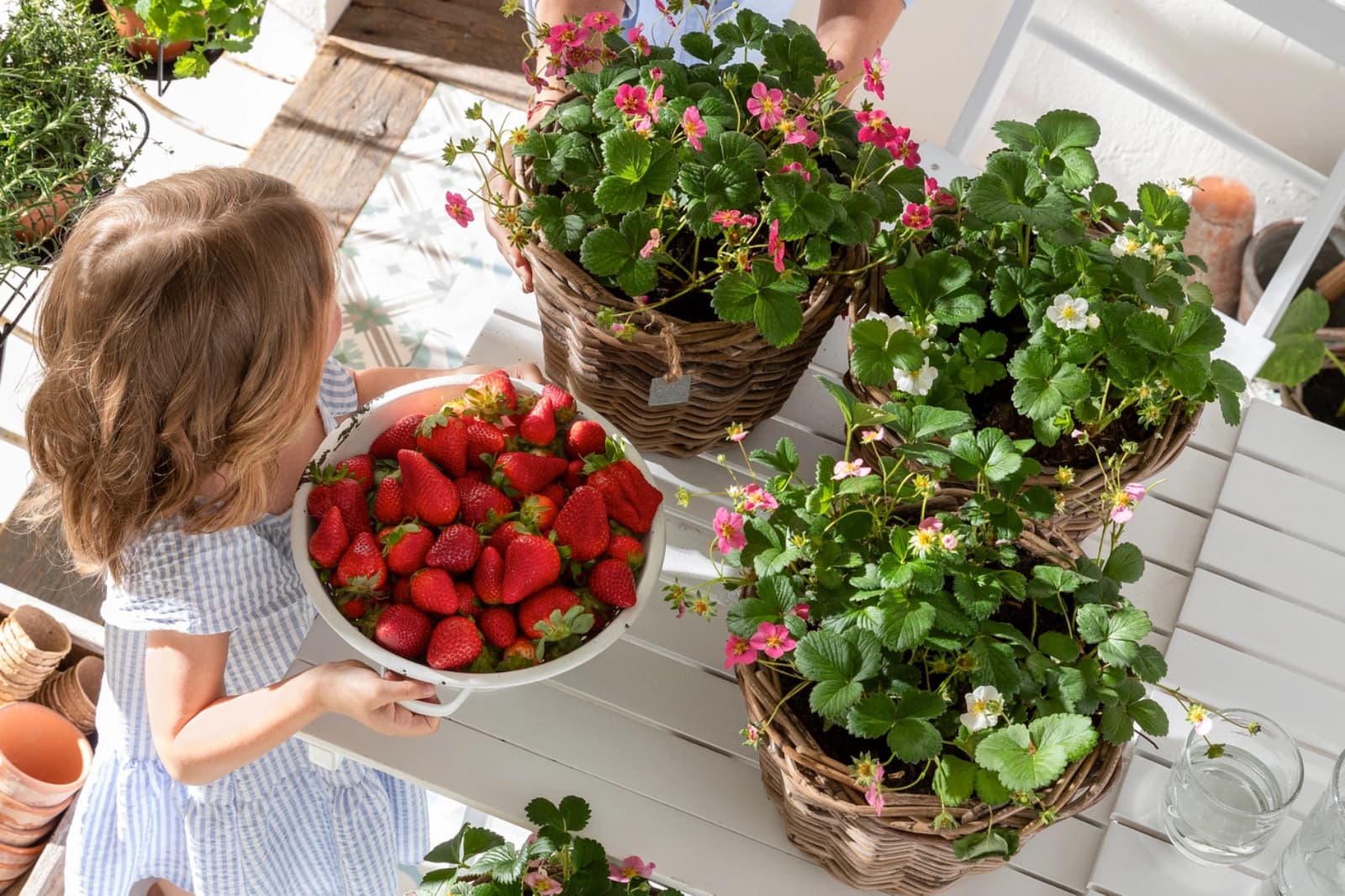 Beeren- und Naschpflanzen