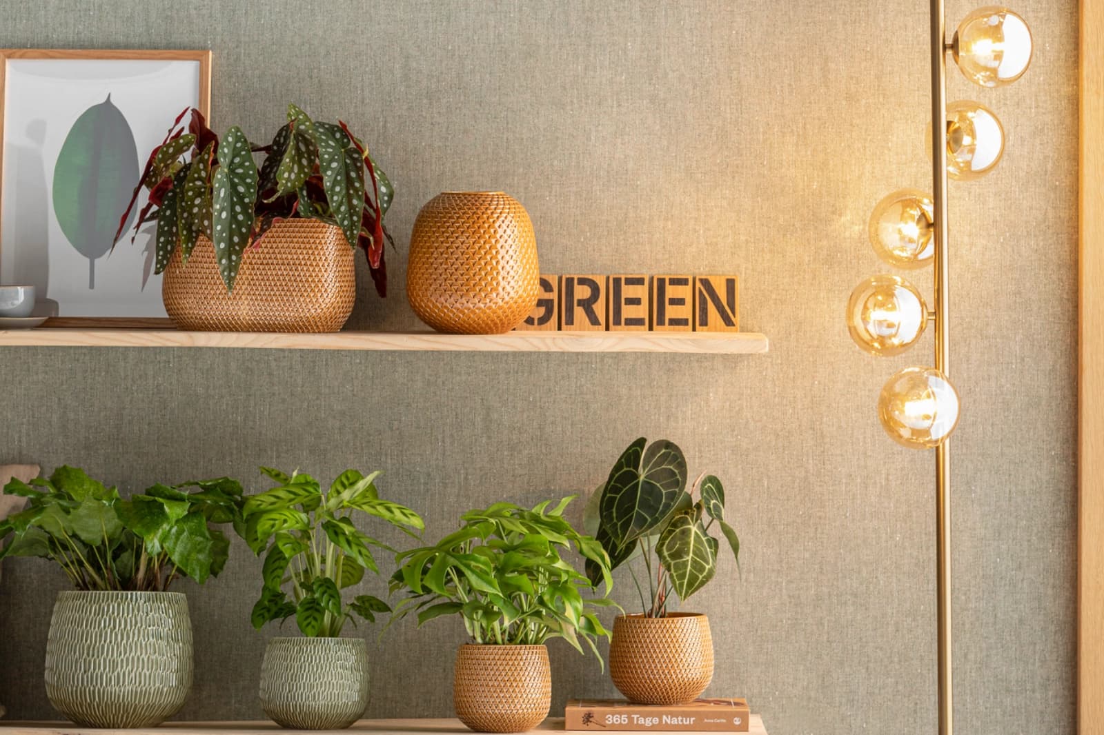 Top 10: Pflanzen für wenig Licht