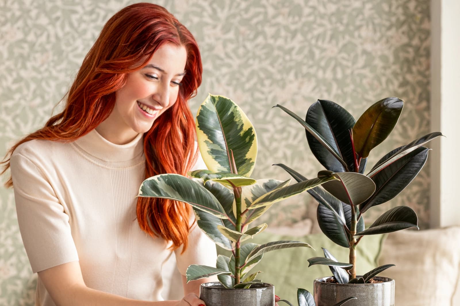 Zimmerpflanzen für jeden Raum