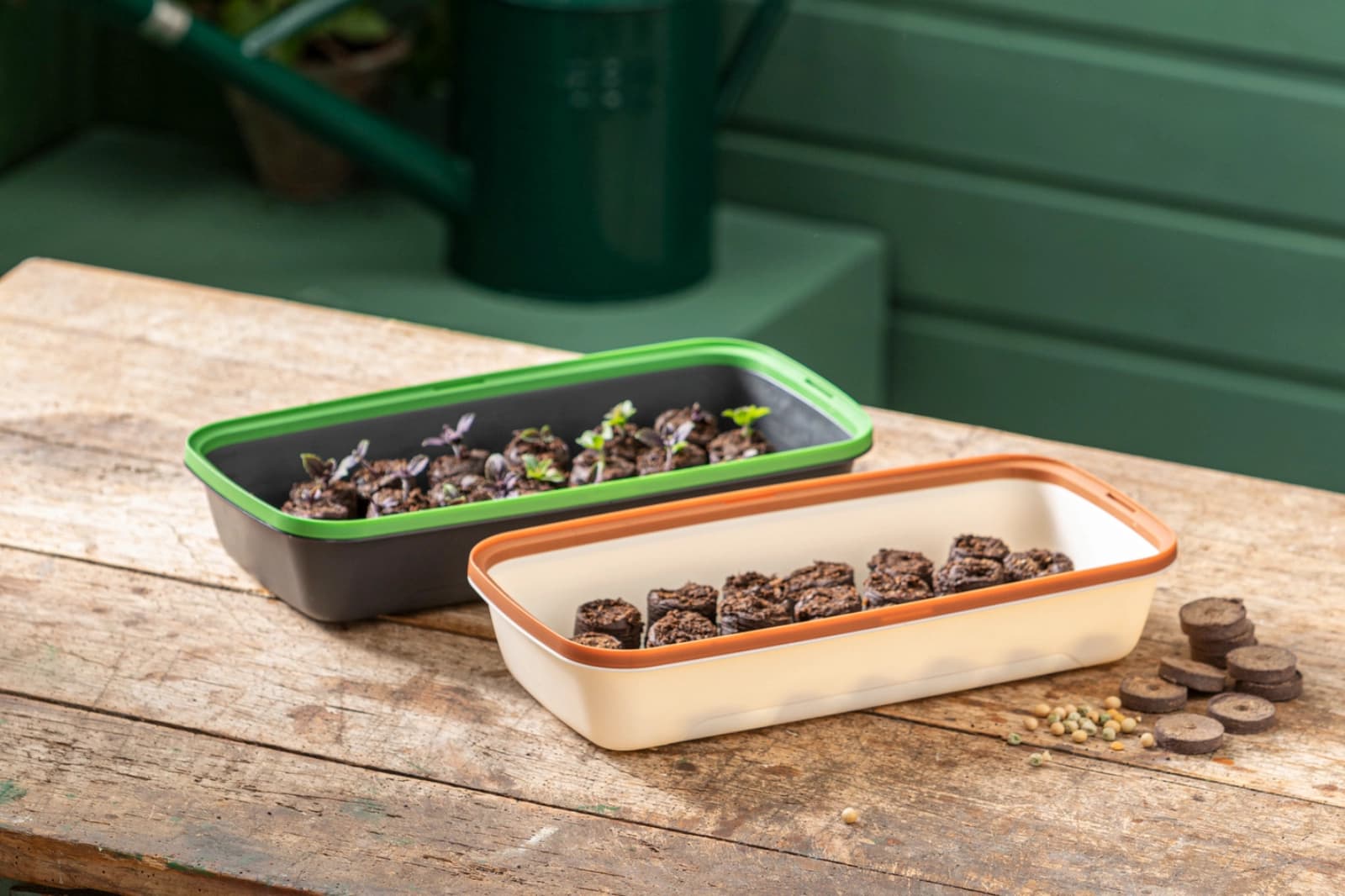 Sommerblumen vorziehen