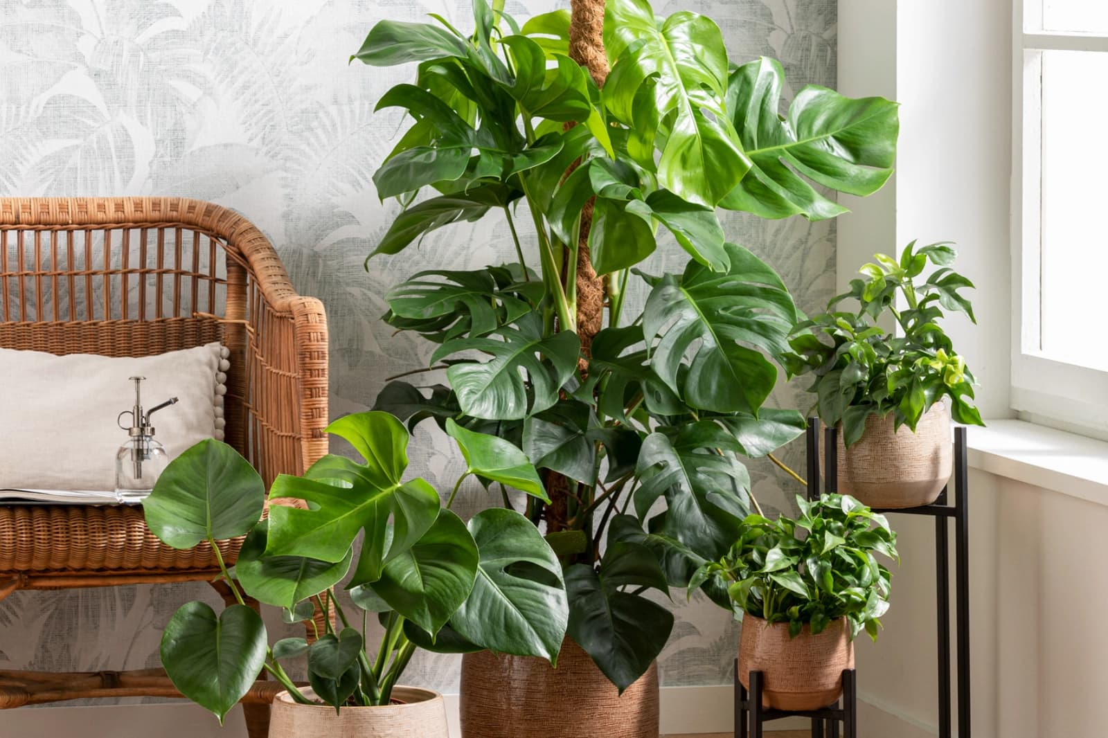 Stylische Trendpflanzen