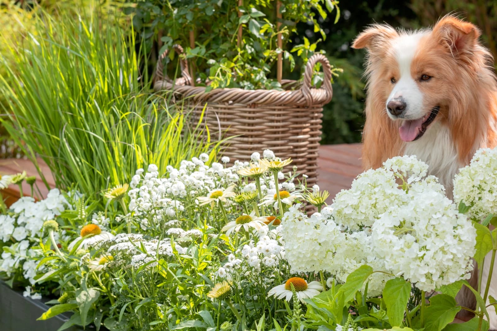 Sommergarten