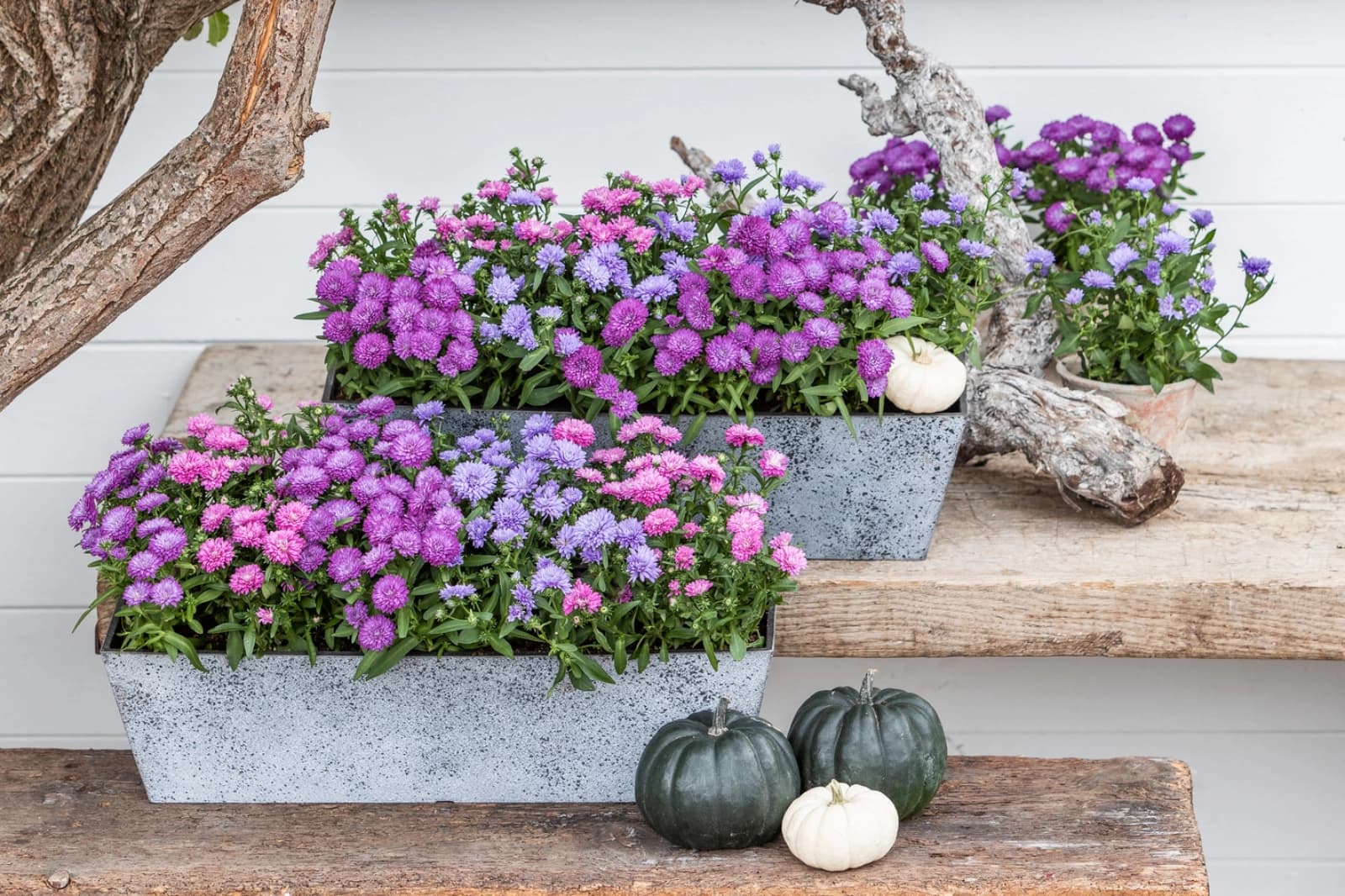 Herbstblumen