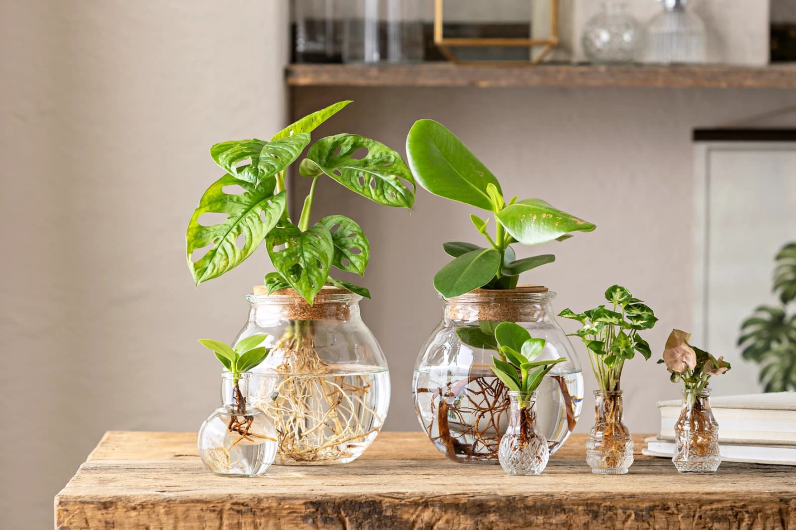 Waterplants & Flaschengärten