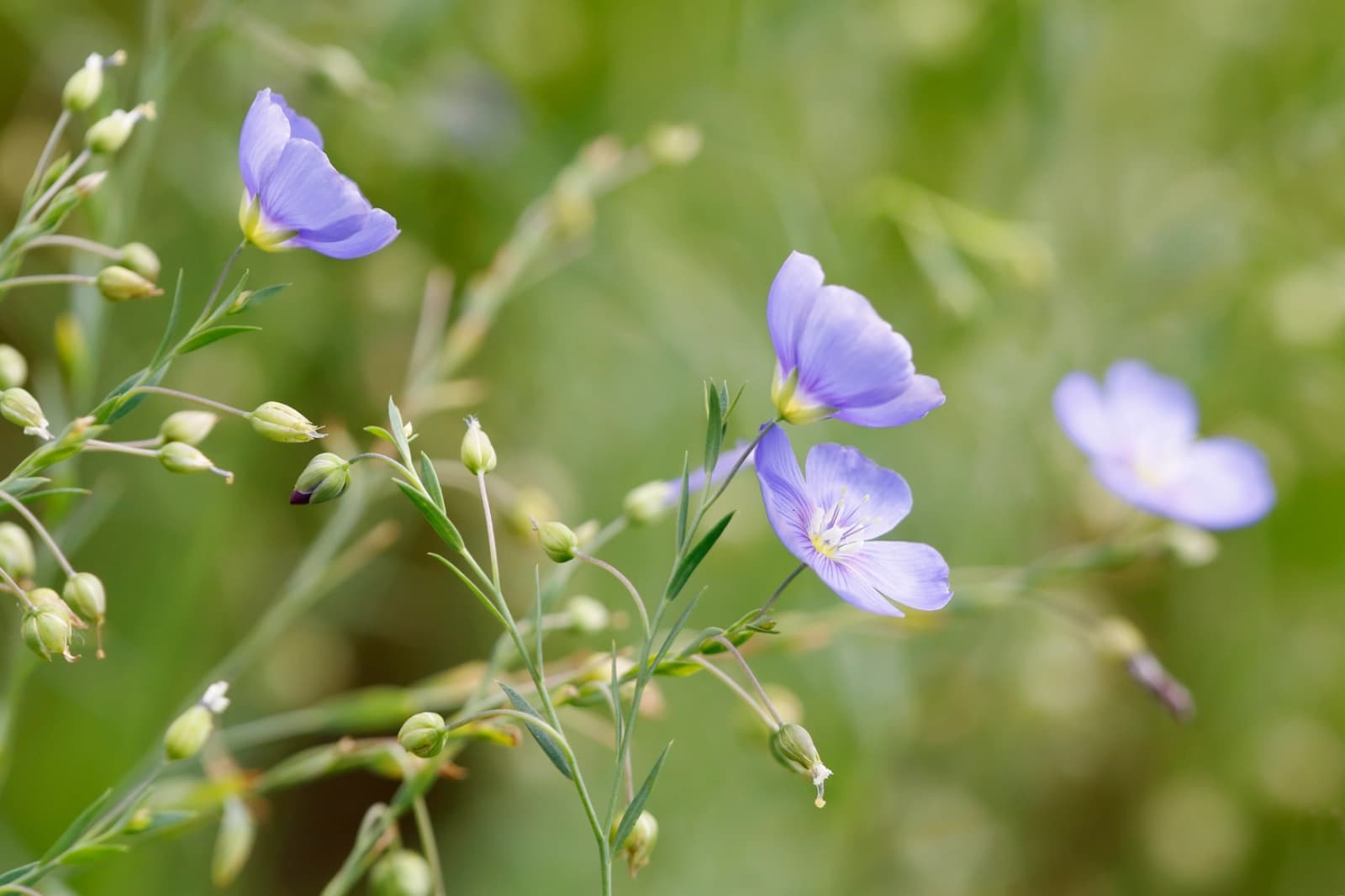 Jahr 4 – Gründüngung