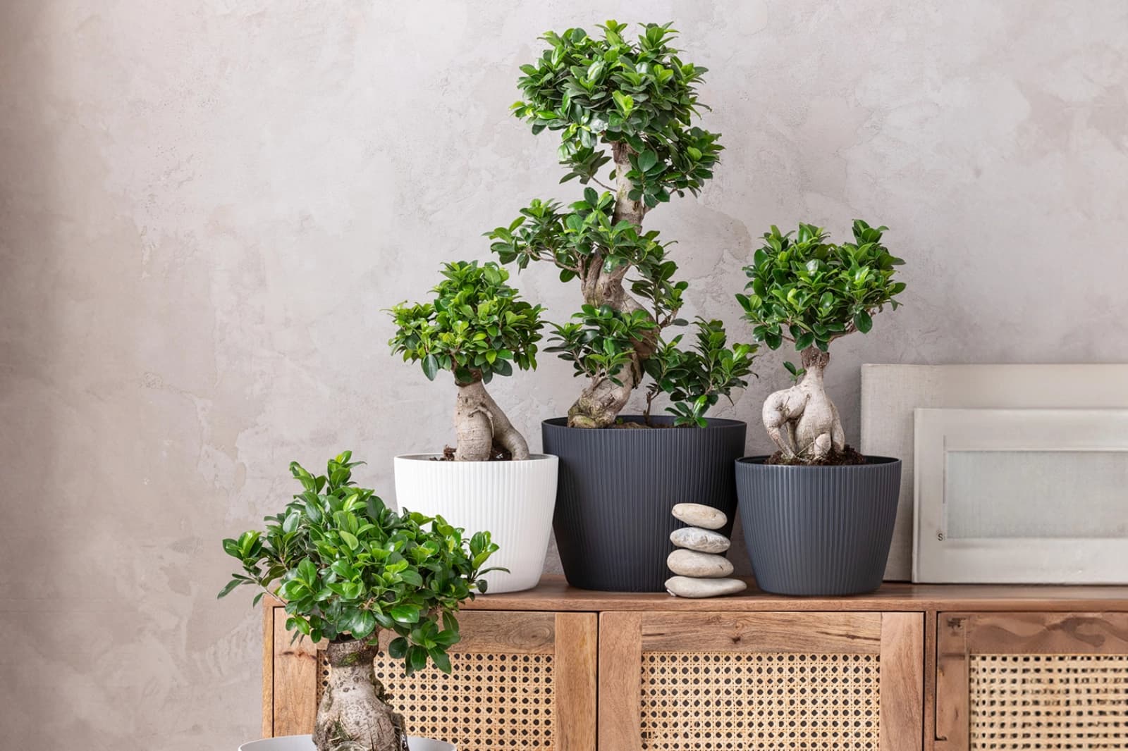 Bonsai