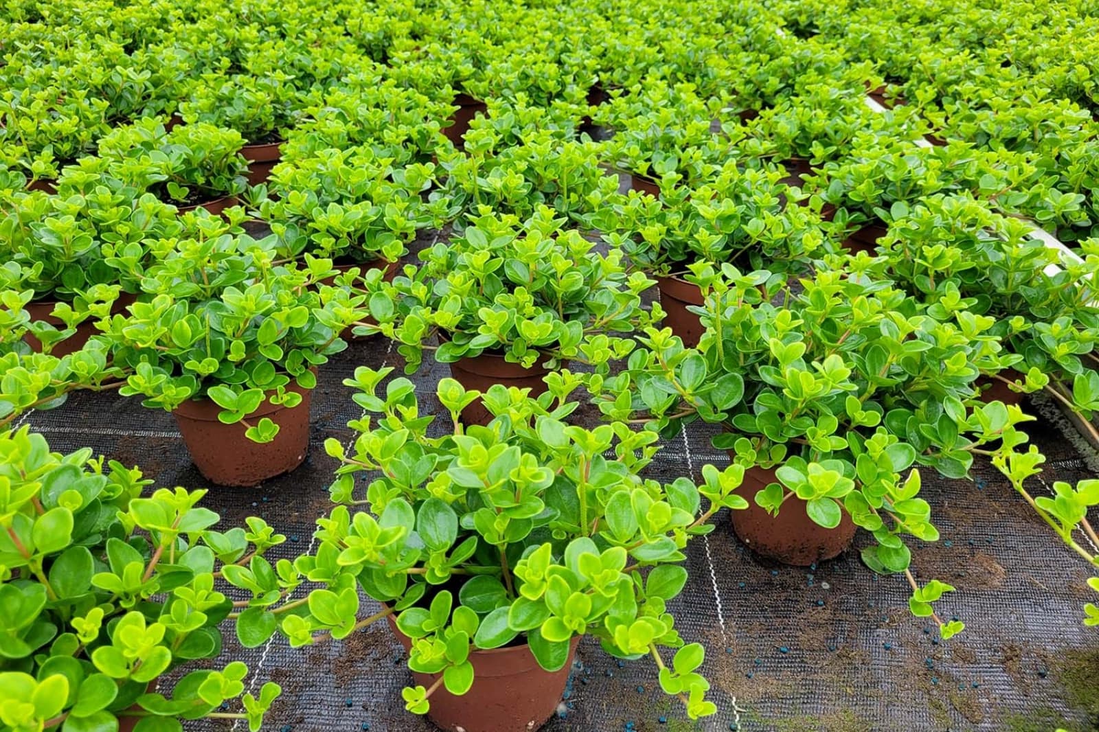 Soziale Verantwortung & Zertifizierung