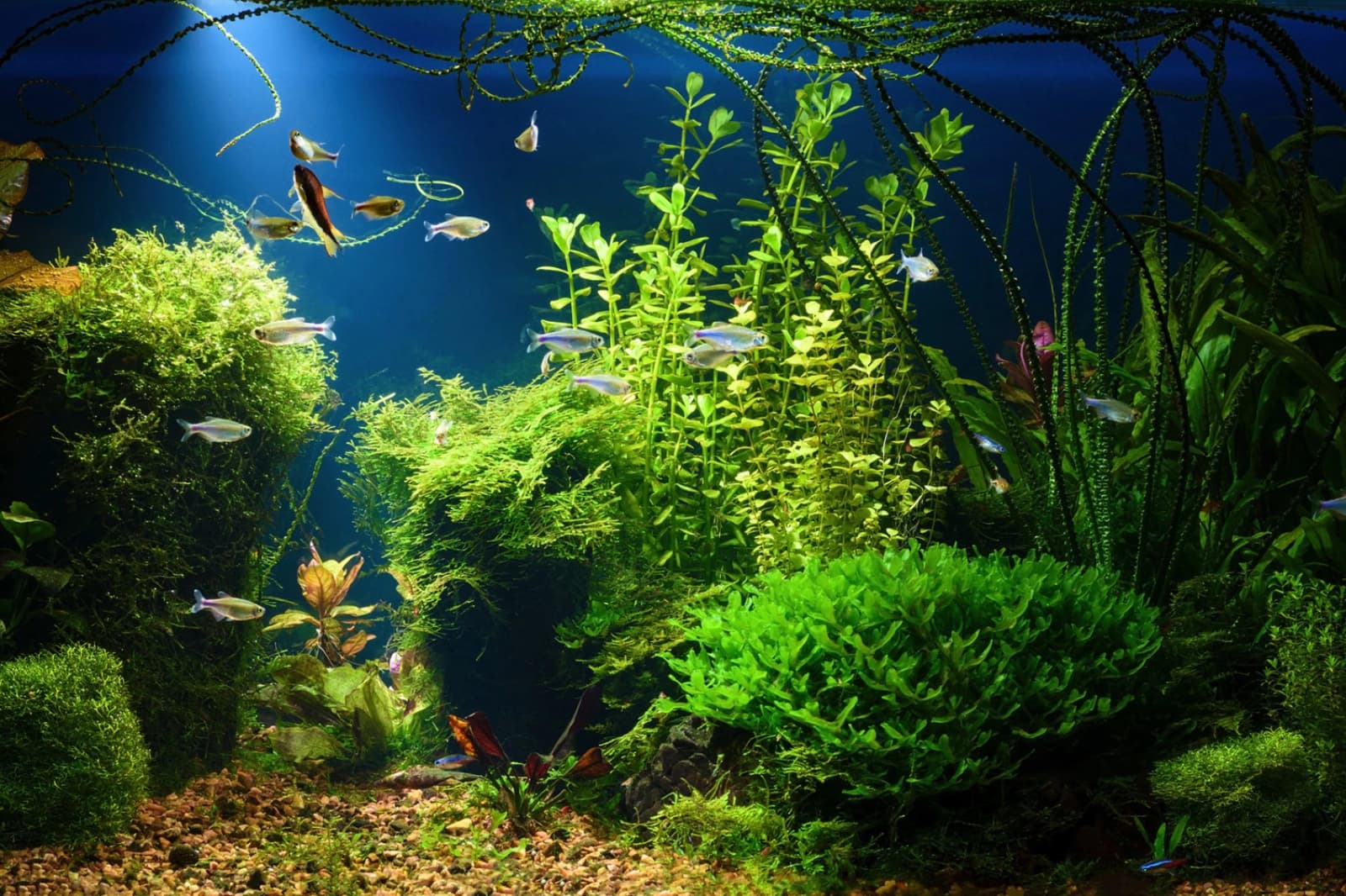 Aquariumpflanzen