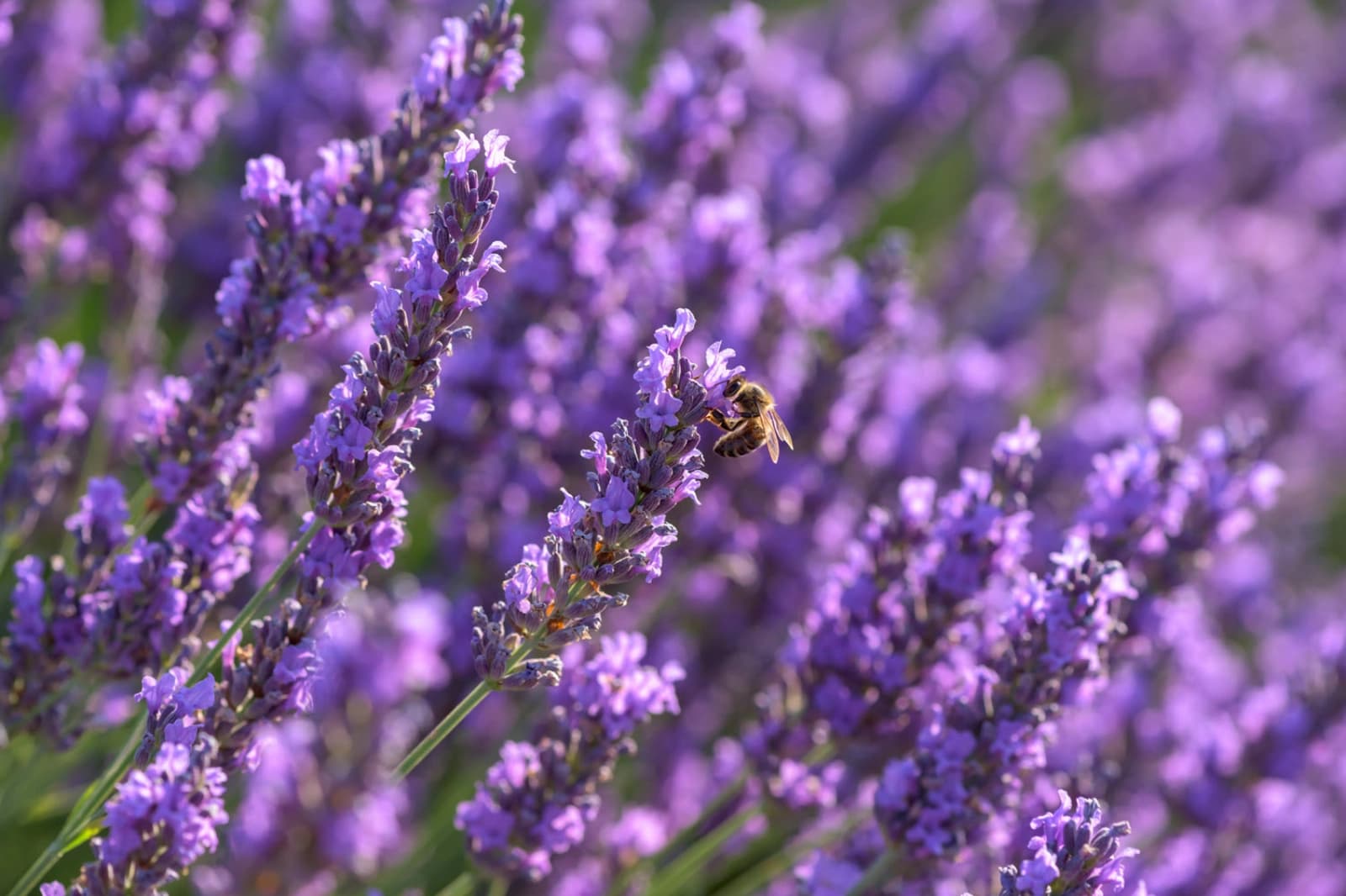 Lavendel