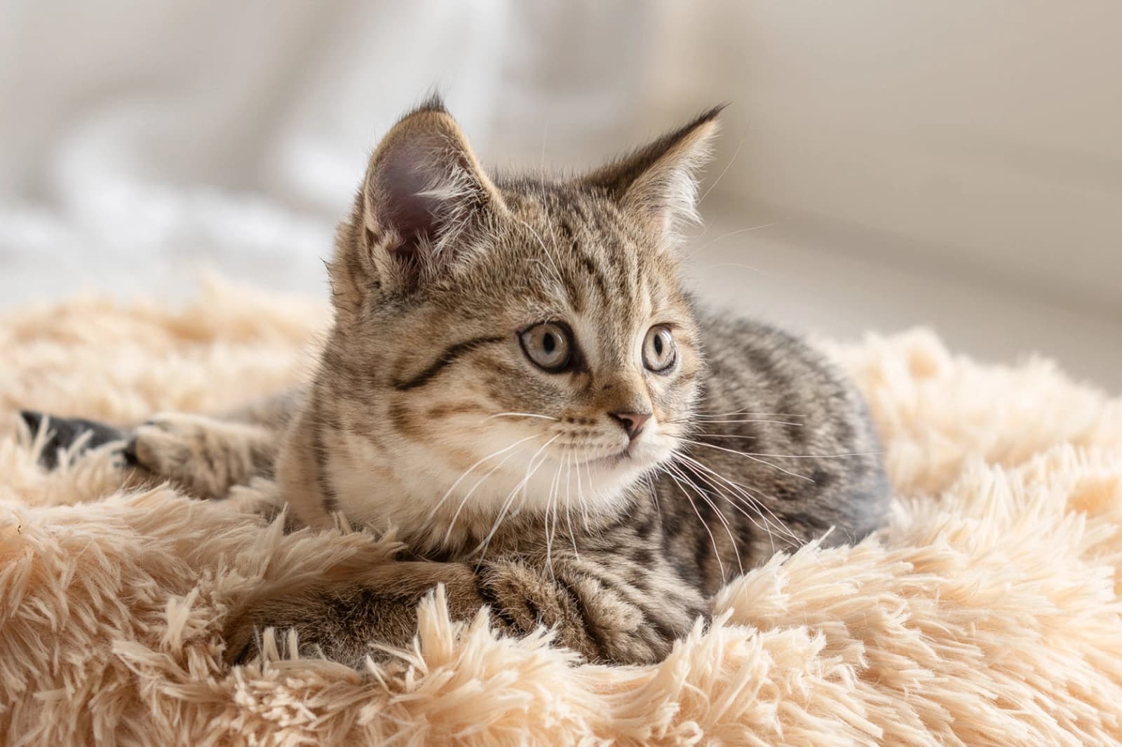 Eine Katze zieht ein