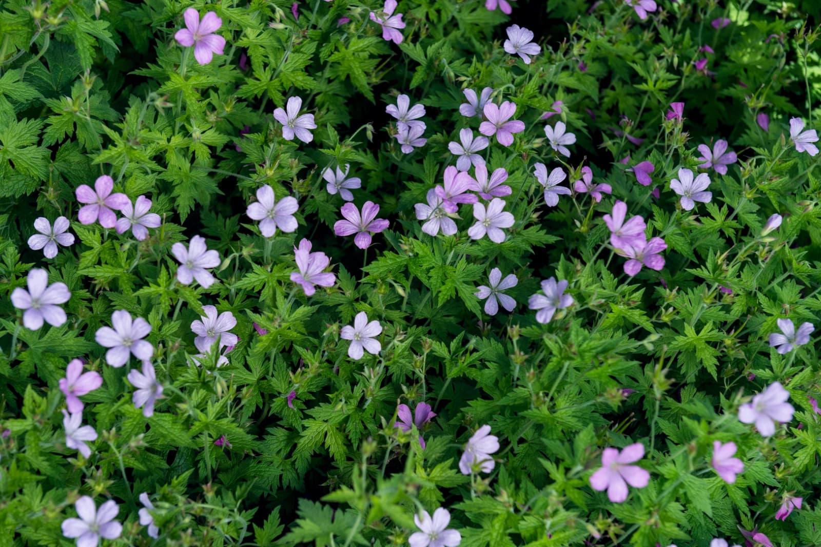 halbschattig & trocken