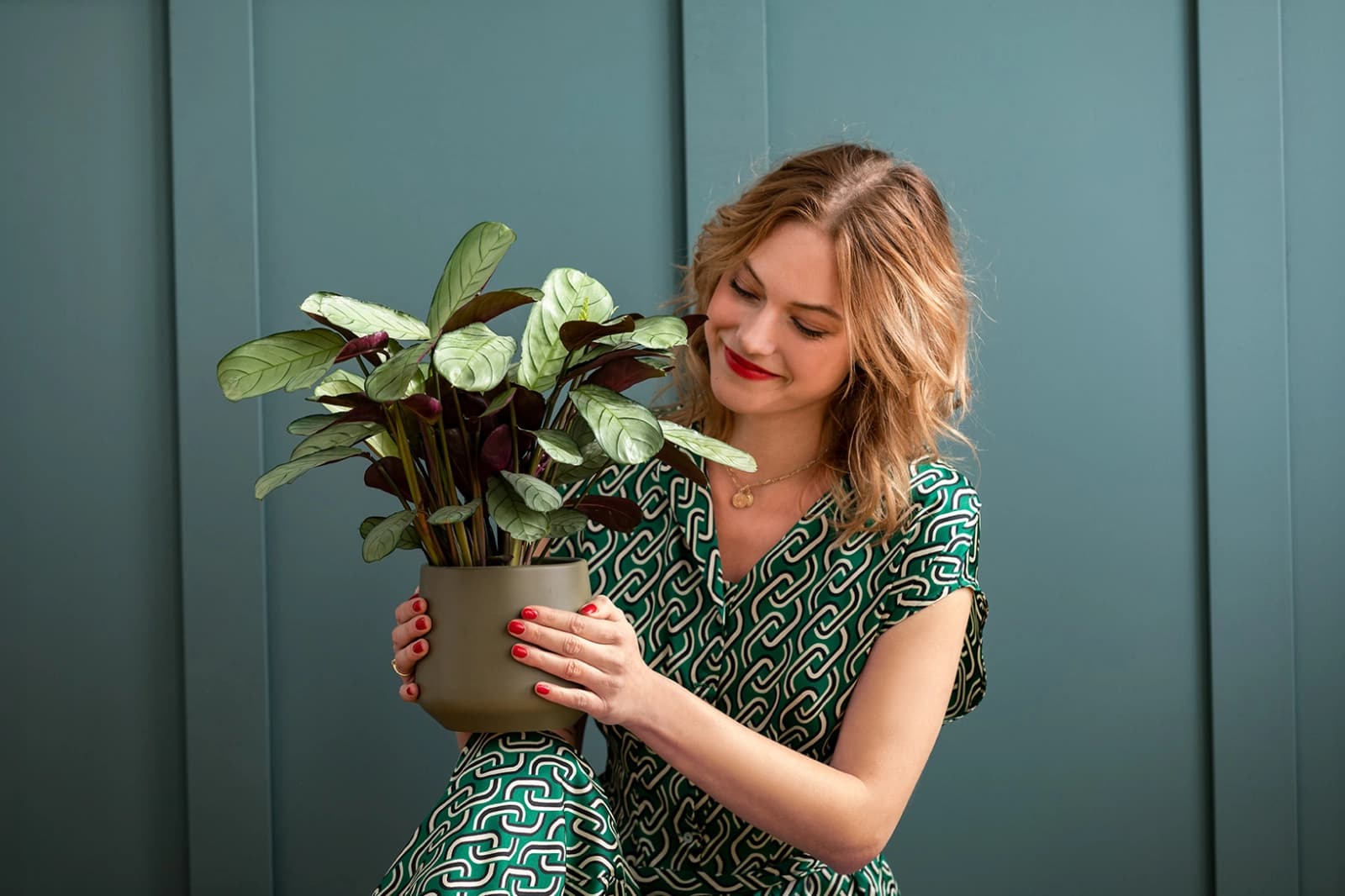 Zimmerpflanzen für wenig Licht