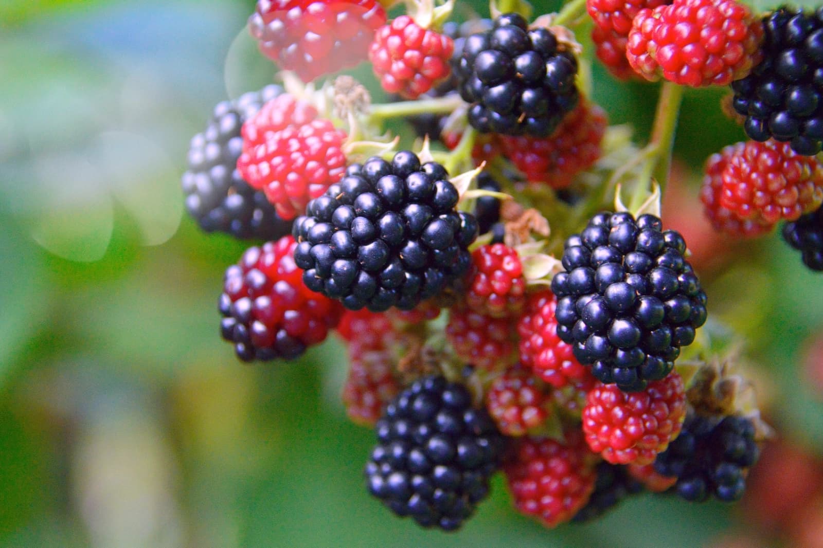 Brombeeren