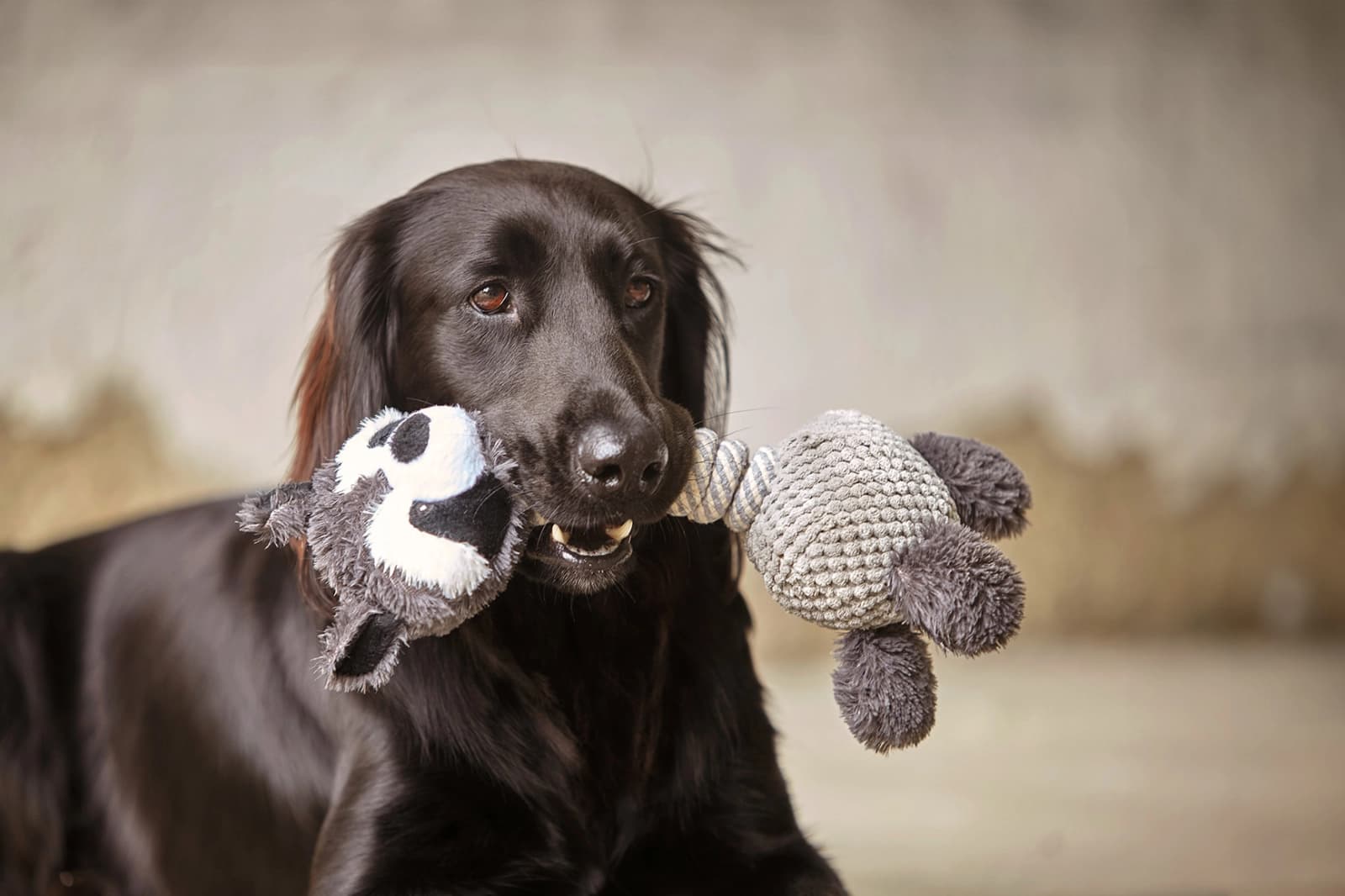 10 % auf Hundespielzeug der Marken Dehner Lieblinge & Dehner Wild Nature